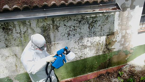 Mold Removal service in Cedar Grove